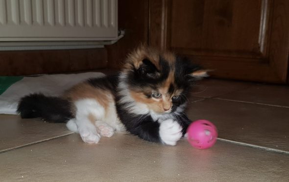 Image de la portée de chaton de l'élévage OF DARLING DOG