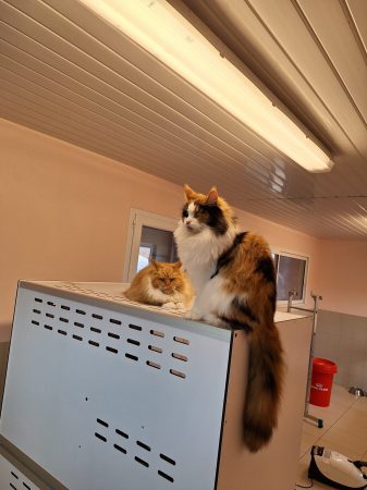 Image de la portée de chaton de l'élévage OF DARLING DOG
