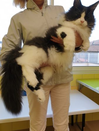 Image de la portée de chaton de l'élévage OF DARLING DOG