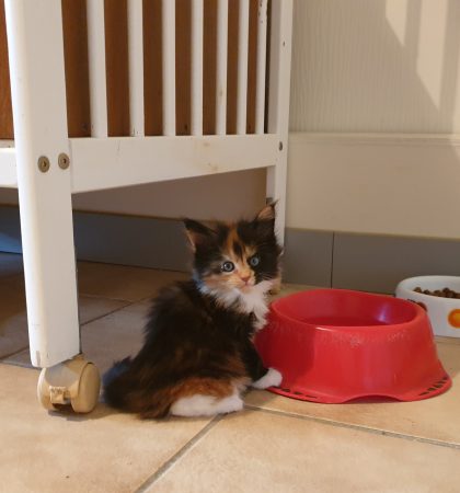 Image de la portée de chaton de l'élévage OF DARLING DOG