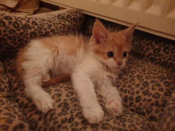 Image de la portée de chaton de l'élévage OF DARLING DOG