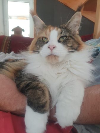 Image de la portée de chaton de l'élévage OF DARLING DOG