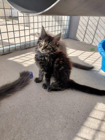 Image de la portée de chaton de l'élévage GONCALVES GIL