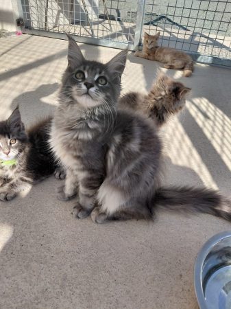 Image de la portée de chaton de l'élévage GONCALVES GIL
