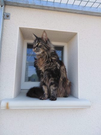 Image de la portée de chaton de l'élévage GONCALVES GIL