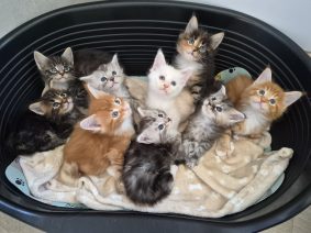 Chatons d'apparence Maine coon à vendre chez l'éleveur L&rsquo;ANCOEUR BOMBON