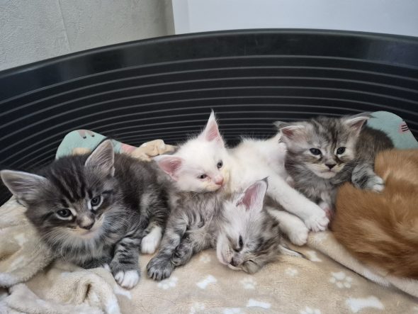 Image de la portée de chaton de l'élévage L&rsquo;ANCOEUR BOMBON