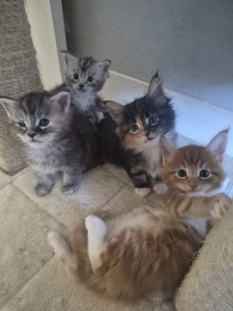Image de la portée de chaton de l'élévage L&rsquo;ANCOEUR BOMBON