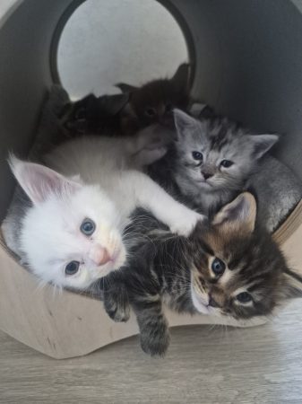 Image de la portée de chaton de l'élévage L&rsquo;ANCOEUR BOMBON