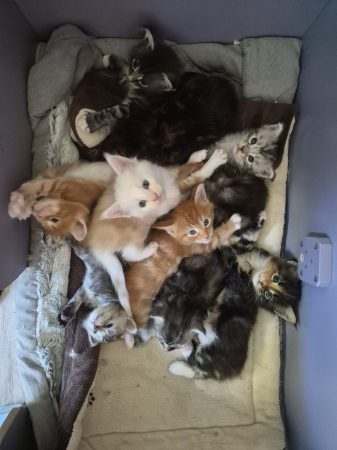 Image de la portée de chaton de l'élévage L&rsquo;ANCOEUR BOMBON