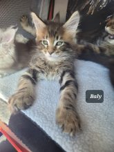Chatons de race Maine coon à vendre chez l'éleveur CHATTERIE DE CHAMFROY