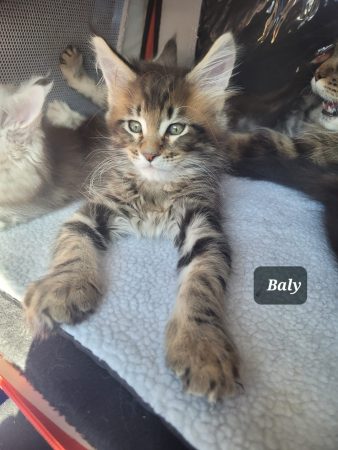 Image de la portée de chaton de l'élévage CHATTERIE DE CHAMFROY