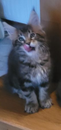 Image de la portée de chaton de l'élévage CHATTERIE DE CHAMFROY