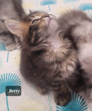 Image de la portée de chaton de l'élévage CHATTERIE DE CHAMFROY