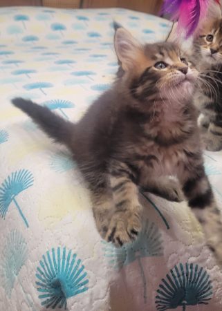 Image de la portée de chaton de l'élévage CHATTERIE DE CHAMFROY
