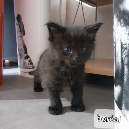 Image de la portée de chaton de l'élévage LA CHATTERIE DES TARGUIZIER S