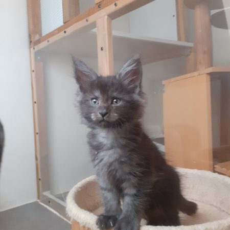 Image de la portée de chaton de l'élévage LA CHATTERIE DES TARGUIZIER S