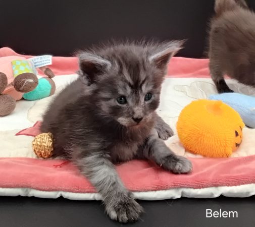 Image de la portée de chaton de l'élévage LA CHATTERIE DES TARGUIZIER S