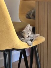 Chatons de race Maine coon à vendre chez l'éleveur DE L OLIVIER D ARGENT