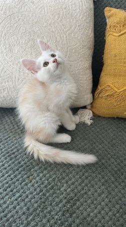 Image de la portée de chaton de l'élévage DE L OLIVIER D ARGENT