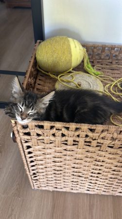 Image de la portée de chaton de l'élévage DE L OLIVIER D ARGENT