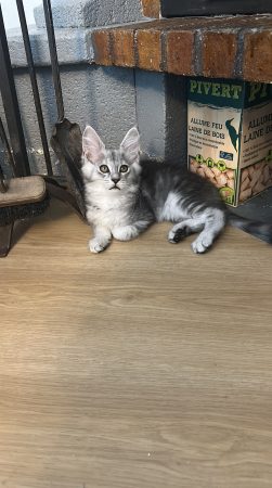 Image de la portée de chaton de l'élévage DE L OLIVIER D ARGENT