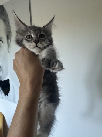 Image de la portée de chaton de l'élévage DE L OLIVIER D ARGENT
