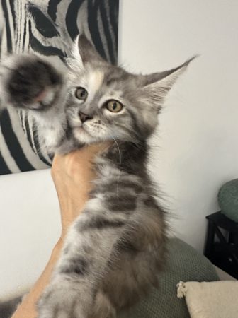 Image de la portée de chaton de l'élévage DE L OLIVIER D ARGENT