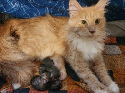 Image de la portée de chaton de l'élévage DE SWEET SUNSHINE