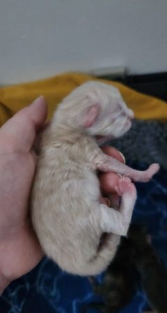 Image de la portée de chaton de l'élévage DE SWEET SUNSHINE