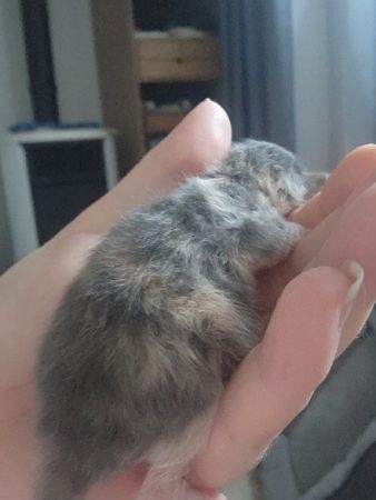 Image de la portée de chaton de l'élévage DE SWEET SUNSHINE