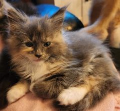 Chatons de race Maine coon à vendre chez l'éleveur DE SWEET SUNSHINE