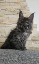 Chatons de race Maine coon à vendre chez l'éleveur LITTLE LEGEND