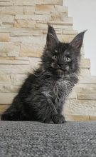 Chatons de race Maine coon à vendre chez l'éleveur LITTLE LEGEND