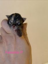 Chatons d'apparence Maine coon à vendre chez l'éleveur De la brume des rêves