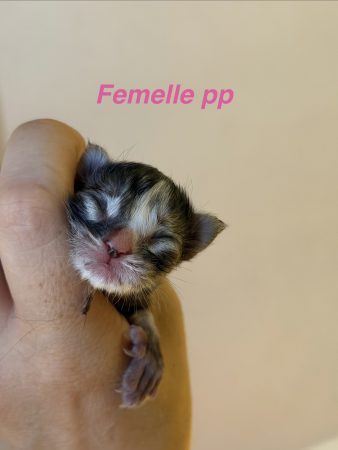 Image de la portée de chaton de l'élévage De la brume des rêves