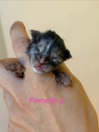 Image de la portée de chaton de l'élévage De la brume des rêves