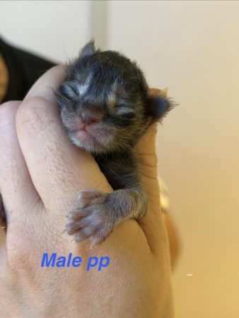 Image de la portée de chaton de l'élévage De la brume des rêves