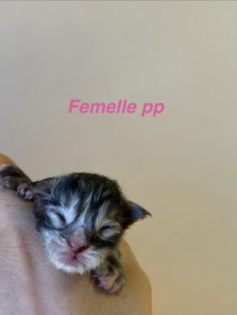 Image de la portée de chaton de l'élévage De la brume des rêves