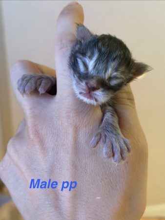 Image de la portée de chaton de l'élévage De la brume des rêves