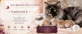 Chatons de race Maine coon à vendre chez l'éleveur RHODONITE COON S