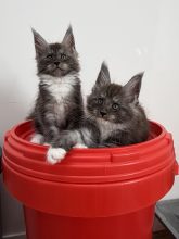 Chatons de race Maine coon à vendre chez l'éleveur DE LA LIGNEE D ASHERA