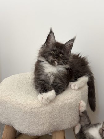 Image de la portée de chaton de l'élévage DE LA LIGNEE D ASHERA