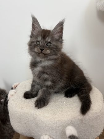 Image de la portée de chaton de l'élévage DE LA LIGNEE D ASHERA