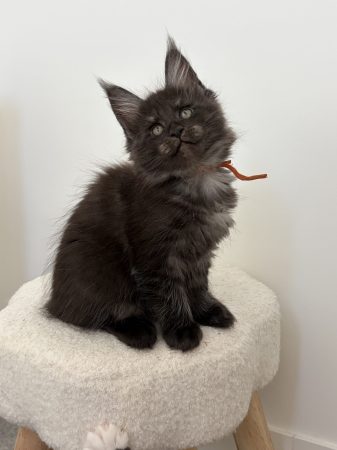 Image de la portée de chaton de l'élévage DE LA LIGNEE D ASHERA