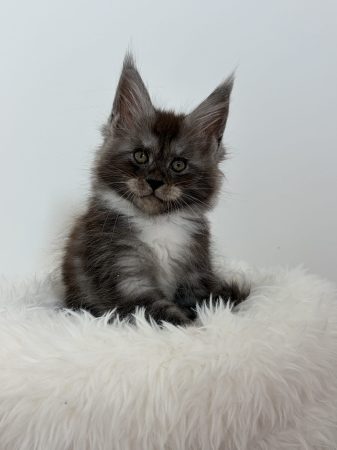 Image de la portée de chaton de l'élévage DE LA LIGNEE D ASHERA