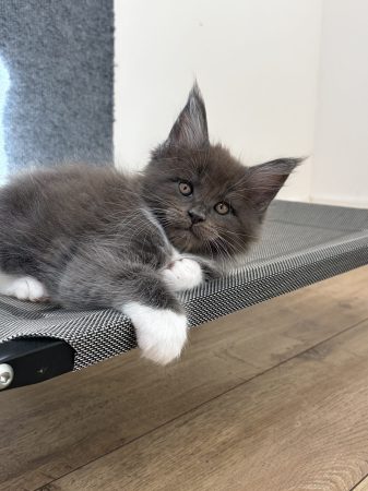 Image de la portée de chaton de l'élévage DE LA LIGNEE D ASHERA