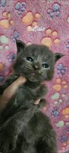 Chatons de race Maine coon à vendre chez l'éleveur CHATTERIE DE SAM TI COON
