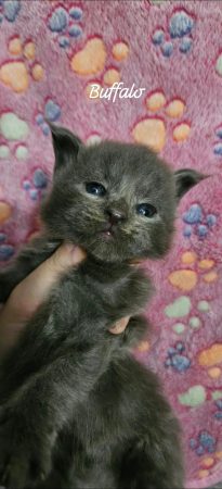 Image de la portée de chaton de l'élévage CHATTERIE DE SAM TI COON