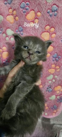 Image de la portée de chaton de l'élévage CHATTERIE DE SAM TI COON
